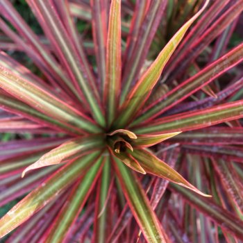 Phormium Tenax (Ľanovník novozélandský)  ´PINK FLAMINGO´ - kont. C2L, výška 70-90 cm (-5℃)